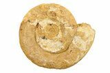 Jurassic Ammonite (Hildoceras?) Fossil - Morocco #289722-1